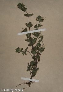 Euphrasia officinalis – světlík lékařský