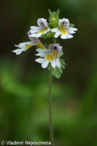Euphrasia officinalis subsp. rostkoviana – světlík lékařský Rostkovův
