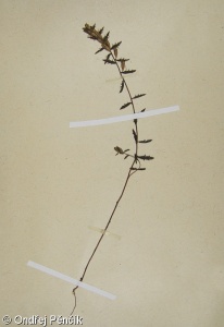 Euphrasia salisburgensis – světlík solnohradský