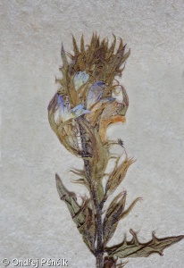 Euphrasia salisburgensis – světlík solnohradský