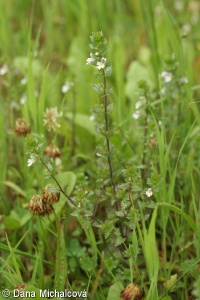 Euphrasia stricta aggr.