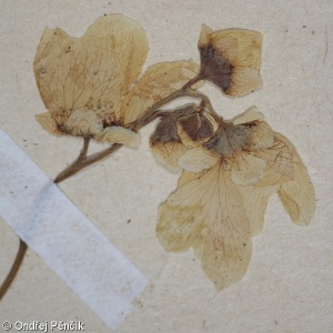 Exochorda racemosa – hroznovec hroznatý