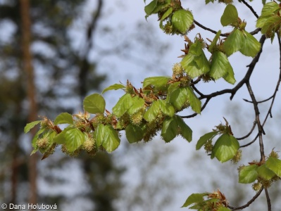 Fagus sylvatica – buk lesní