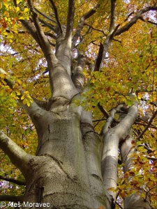 Fagus sylvatica – buk lesní