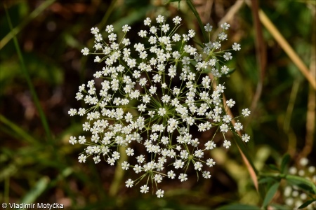 Falcaria vulgaris &ndash; srpek obecný