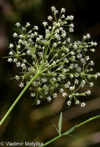 Falcaria vulgaris &ndash; srpek obecný