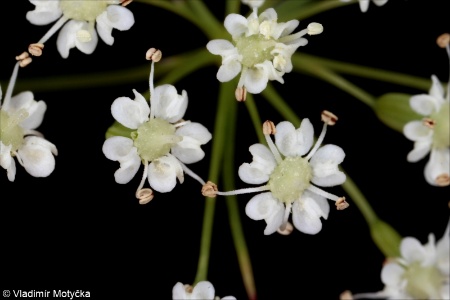 Falcaria vulgaris &ndash; srpek obecný