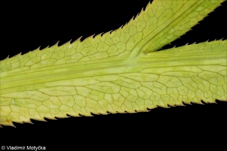 Falcaria vulgaris &ndash; srpek obecný