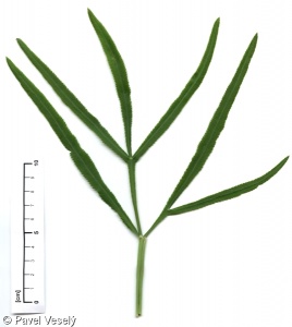 Falcaria vulgaris – srpek obecný