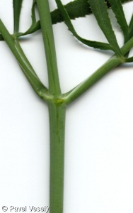 Falcaria vulgaris – srpek obecný