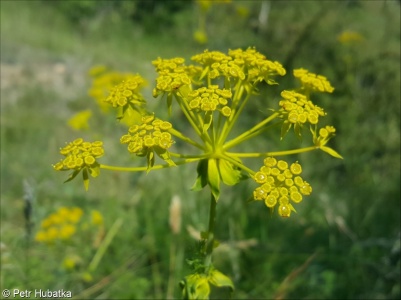 Ferulago sylvatica