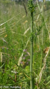 Ferulago sylvatica