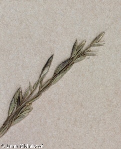 Festuca amethystina subsp. amethystina – kostřava ametystová pravá