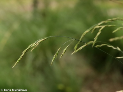 Festuca amethystina subsp. amethystina – kostřava ametystová pravá