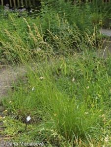 Festuca arundinacea – kostřava rákosovitá
