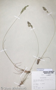 Festuca stricta subsp. trachyphylla