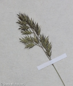 Festuca stricta subsp. trachyphylla