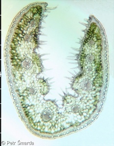 Festuca psammophila subsp. psammophila – kostřava písečná pravá