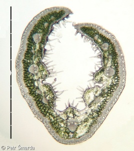 Festuca psammophila