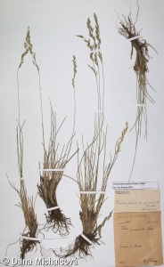 Festuca psammophila subsp. psammophila – kostřava písečná pravá