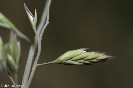 Festuca ovina subsp. supina