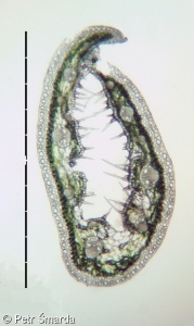 Festuca psammophila subsp. dominii – kostřava písečná Dominova
