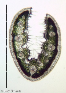 Festuca psammophila subsp. dominii