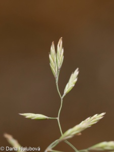 Festuca psammophila subsp. dominii