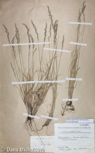 Festuca psammophila subsp. dominii – kostřava písečná Dominova