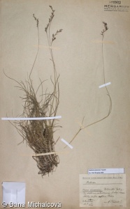 Festuca versicolor subsp. versicolor – kostřava peřestá pravá