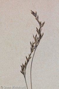 Festuca versicolor subsp. versicolor – kostřava peřestá pravá