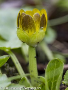 Ficaria calthifolia – orsej blatoucholistý