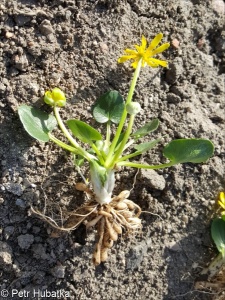 Ficaria calthifolia – orsej blatoucholistý