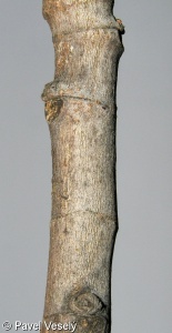 Ficus carica – fíkovník smokvoň