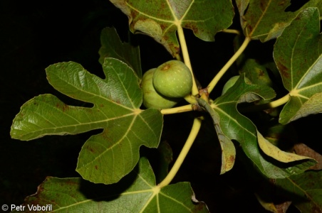 Ficus carica – fíkovník smokvoň