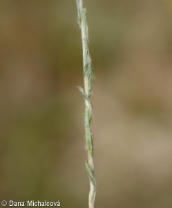 Filago arvensis – bělolist rolní