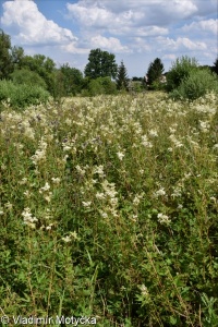 Filipendula ulmaria &ndash; tužebník jilmový
