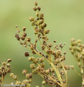 Filipendula ulmaria – tužebník jilmový