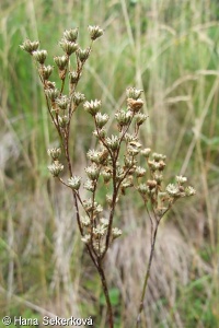 Filipendula vulgaris – tužebník obecný