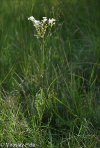 Filipendula vulgaris – tužebník obecný
