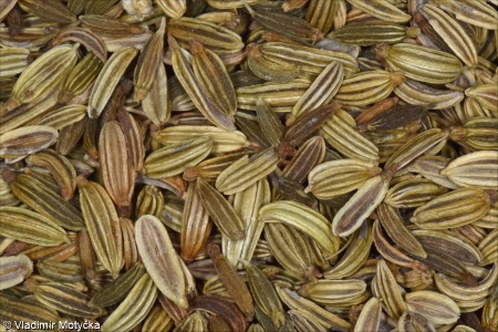 Foeniculum vulgare