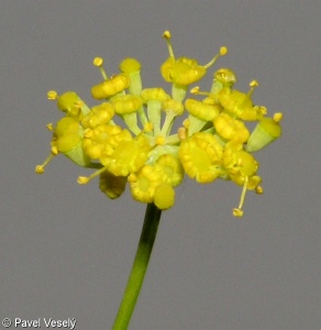 Foeniculum vulgare – fenykl obecný