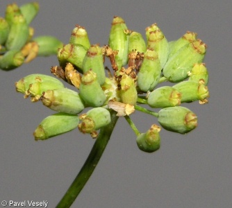 Foeniculum vulgare – fenykl obecný