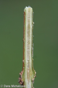 Forsythia ×intermedia – zlatice prostřední, forzýtie prostřední