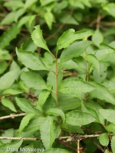 Forsythia ×intermedia – zlatice prostřední, forzýtie prostřední