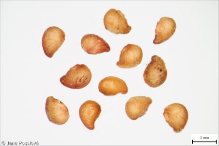 Fragaria moschata – jahodník truskavec