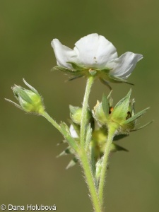 Fragaria viridis – jahodník trávnice