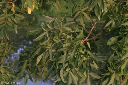 Fraxinus angustifolia subsp. danubialis – jasan úzkolistý podunajský