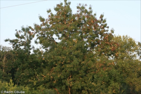 Fraxinus angustifolia subsp. danubialis – jasan úzkolistý podunajský