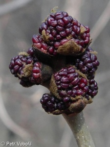 Fraxinus excelsior – jasan ztepilý